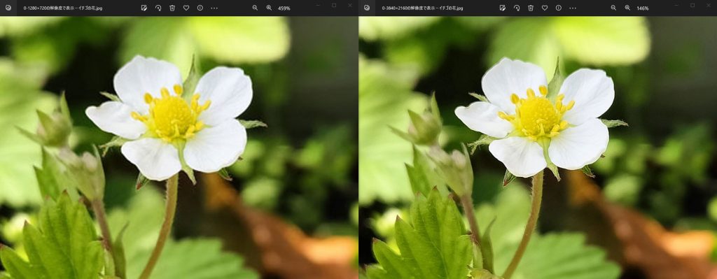 0-解像度による拡大画像の見え方の違い－イチゴの花